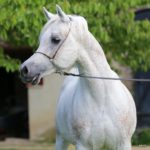 Nabeel Al Khaled Straight Arabian Stallion