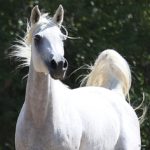 Nazeera Le Soleil straight arabian mare