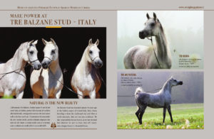 Mare Power at Tre Balzane Stud - Italy