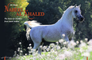 All about Nabeel Al Khaled, the Story of a Stallion from Saudi Arabia
