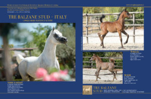 Tre Balzane Stud, Italy