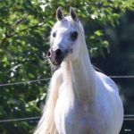 Egyptian Amene Straight Egyptian Mare